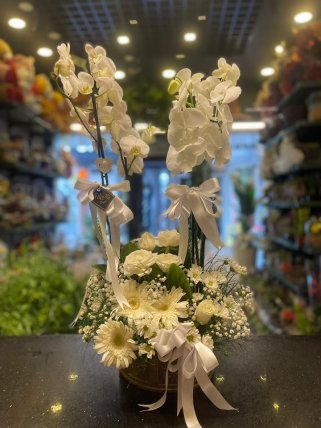 Beyaz Düşler Orkide Aranjmanı