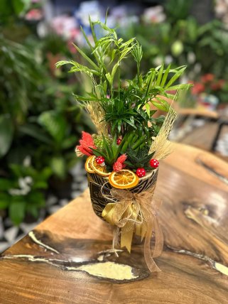 Doğal Dekoratif Şans Bahçesi