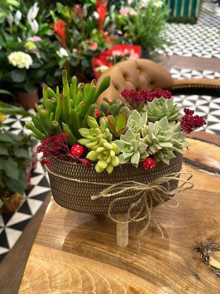 Dekoratif Sukulent Bahçesi