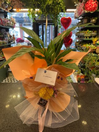 Barış Çiçeği (Spathiphyllum)