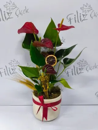 Seramikte Anthurium