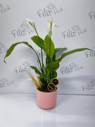 Spathiphyllum (Barış Çiçeği)