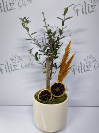Beyaz Seramikte Zeytin Ağacı